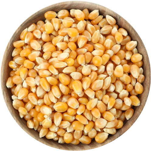 Yellow Corn